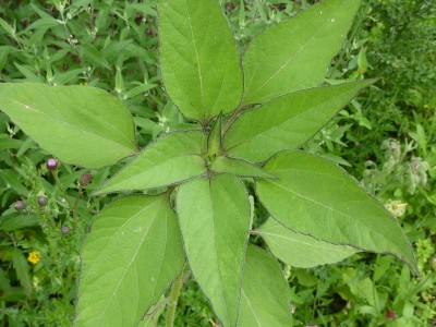 P1010989 (800x600).jpg