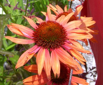 Echinacea_purpurea_Sundown2570.jpg