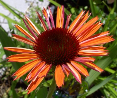Echinacea_purpurea_Sundown2238.jpg