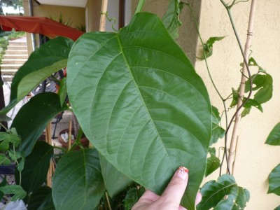 monsterblatt alata.jpg