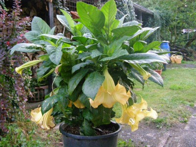 Friedrichsthal ab 20.11 005.jpg