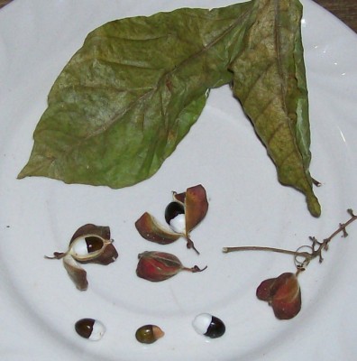 Paullinia sp. Ecuador 1, 17. Ranker von Ecuador E, GREEN24.jpg