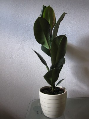 14. Juli 2011 - 1 Tag ST 006.jpg