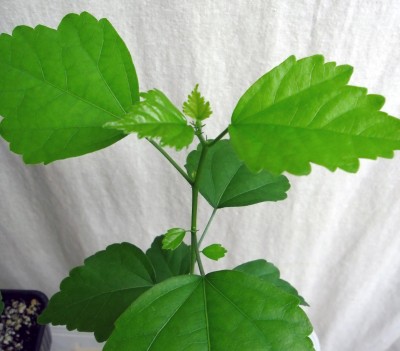Hibiskus_3.jpg