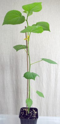 Hibiskus_Groesse_II.jpg