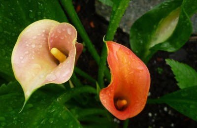 Calla mehrfarbig.JPG
