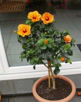 Hibi stamm orange.jpg