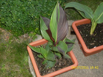 Garten 2011 187.jpg