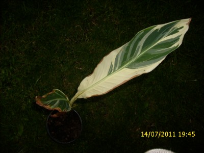 Garten 2011 189.jpg