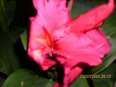 Garten 2011 178.jpg