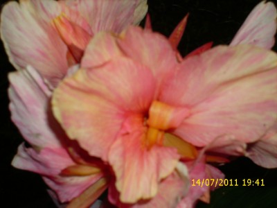 Garten 2011 185.jpg