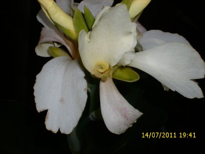 Garten 2011 184.jpg