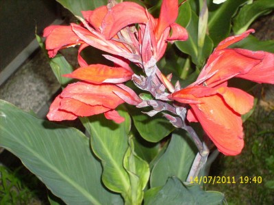 Garten 2011 183.jpg