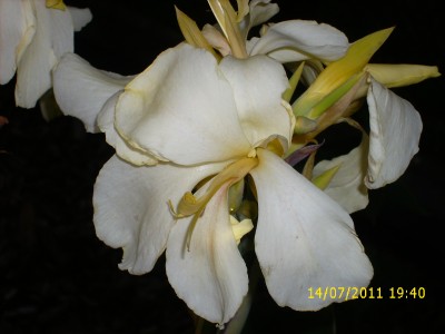 Garten 2011 182.jpg
