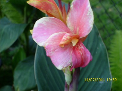 Garten 2011 180.jpg
