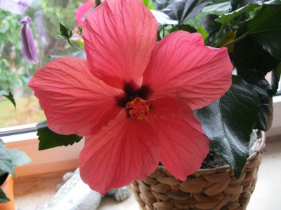 IMG_1345.JPG