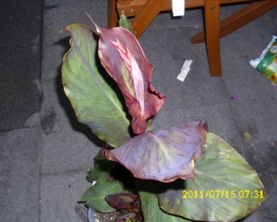 Canna Blüte Tropicana.jpg