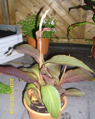 Canna Blüte Angel Martin.jpg