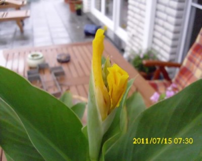 Canna Blüte En Avant.jpg