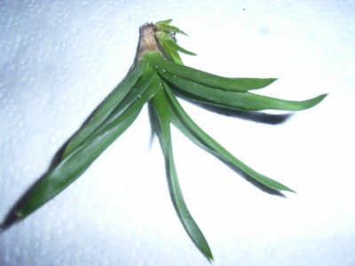 RIMG0049.JPG