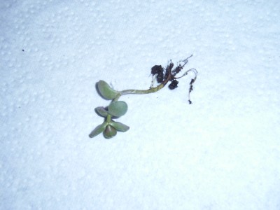 RIMG0064.JPG