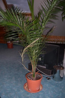 Dattelpalme 1.JPG