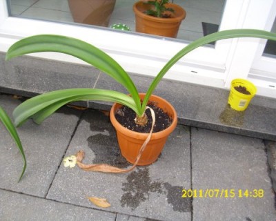 Amaryllis 3.jpg