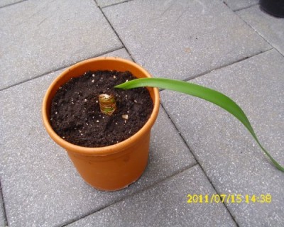 Amaryllis2.jpg