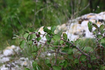 IMG_1150_1.jpg