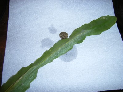 RIMG0045.JPG