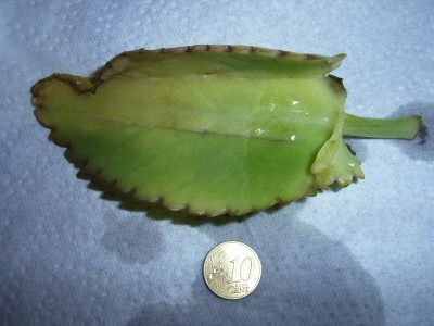 RIMG0050.JPG