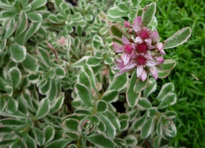Sedum panaschiert.JPG