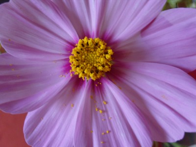 S1030525.JPG
