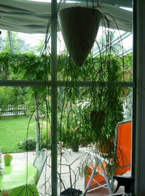 Rhipsalis cassutha.JPG