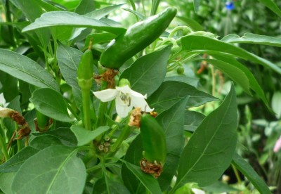 Chili v. SchwarzeLilie.JPG