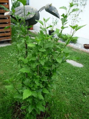 Hibiskus v. marcu.JPG