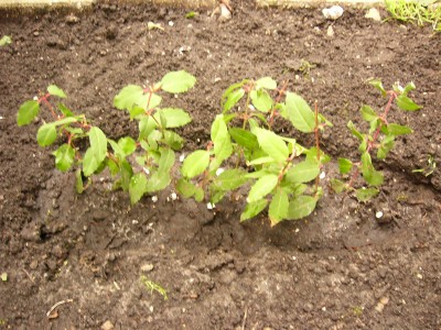 Fuchsien-Stecklinge.jpg