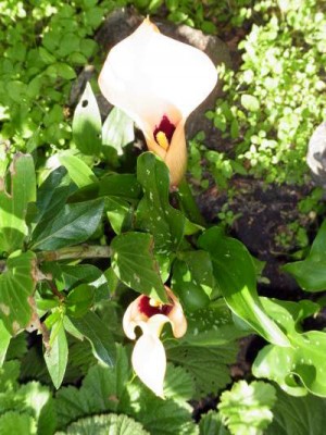 calla.jpg