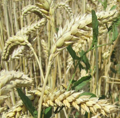 Bild green24 160.jpg