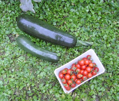 09.08.07 Zucchini und Tomätchen.JPG