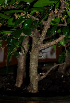 P1010982a.JPG