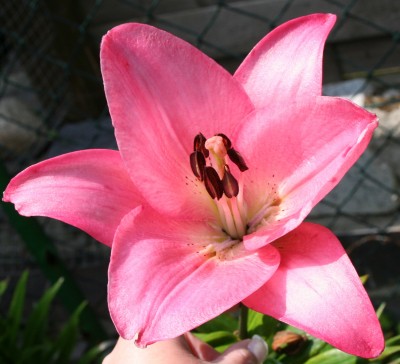 IMG_4499.JPG.JPG