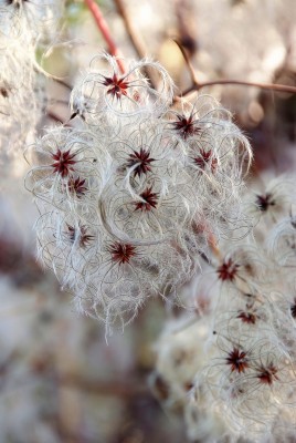2501-clematis-pflanzen.jpg