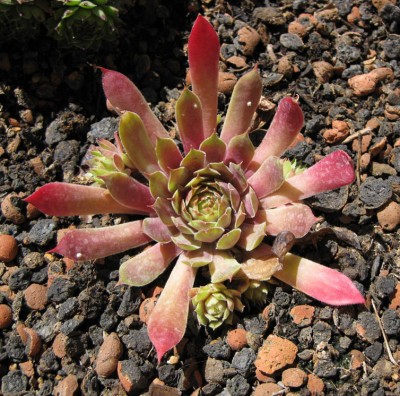Sempervivum_Fuego_0738.jpg