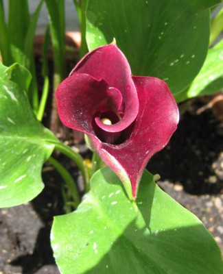 Zantedeschia_dunkelrot_0716.jpg