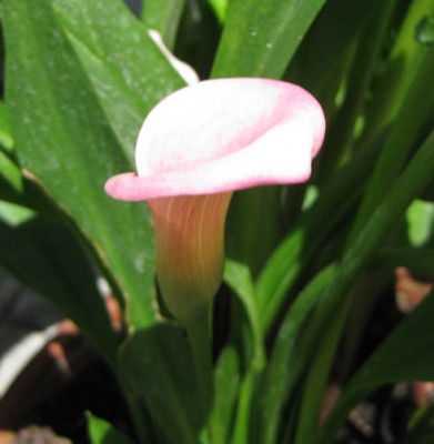 Zantedeschia_rose_0717.jpg
