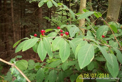 100_6420.JPG