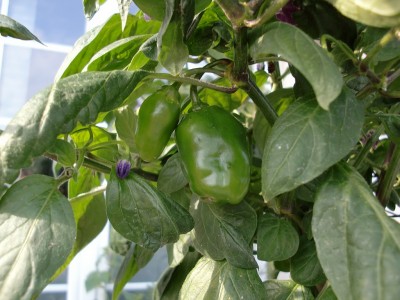 Capsicum pubescens 11.jpg