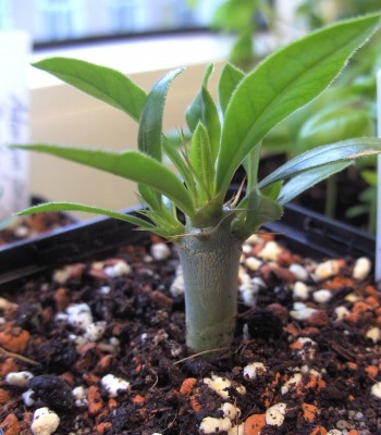 Pachypodium saundersii 16.7.11.JPG