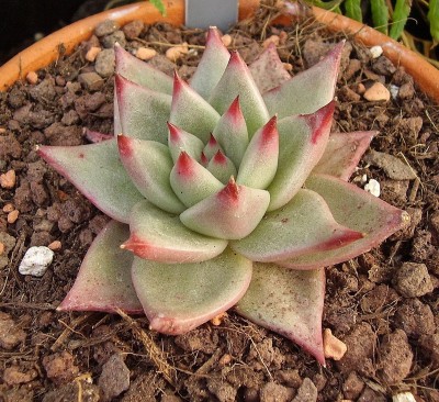 Echeveria 2010-191 (2).jpg